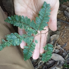 Adiantum flabellulatum