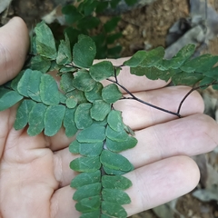Adiantum flabellulatum