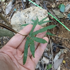 Lygodium japonicum