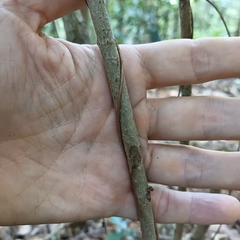 Lygodium japonicum