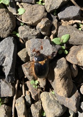 Pleocoma dubitabilis