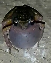 Eleutherodactylus nitidus