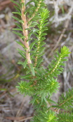 Erica versicolor