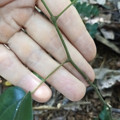 Cocculus orbiculatus