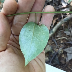 Cocculus orbiculatus