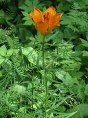 Lilium bulbiferum
