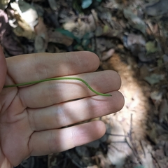 Cocculus orbiculatus