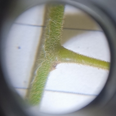 Cocculus orbiculatus