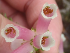 Erica versicolor