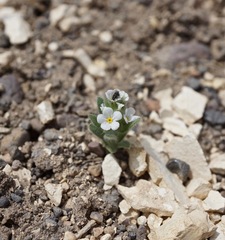 Plagiobothrys hispidus