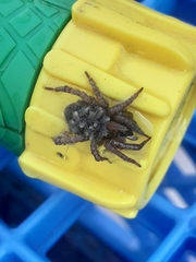 Araneae