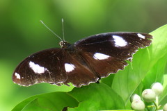 Hypolimnas bolina bolina