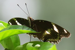 Hypolimnas bolina bolina