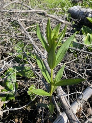 Lysimachia thyrsiflora