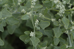 Chenopodium incanum