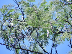 Anadenanthera colubrina