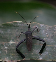 Acanthocephala