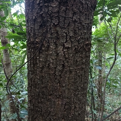 Machilus chekiangensis
