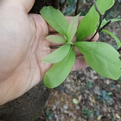 Machilus chekiangensis