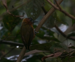 Picumnus rufiventris