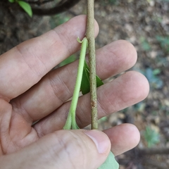 Machilus chekiangensis
