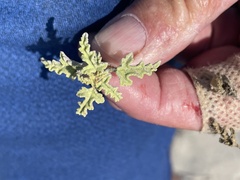 Sphaeralcea ambigua rosacea