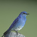 Mountain Bluebird - Photo (c) greglasley, some rights reserved (CC BY-NC), uploaded by Greg Lasley