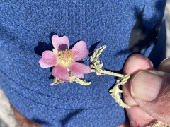 Sphaeralcea ambigua rosacea