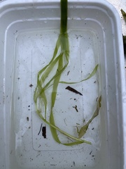 Potamogeton epihydrus