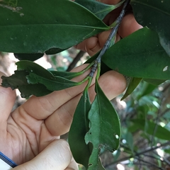 Garcinia oblongifolia