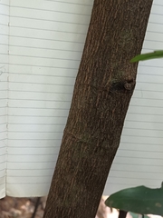 Garcinia oblongifolia