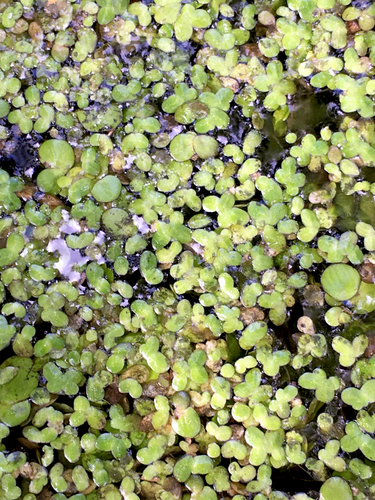 Lemna turionifera iNat (3)
