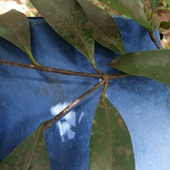 Garcinia oblongifolia