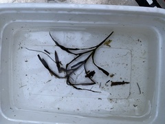 Potamogeton robbinsii