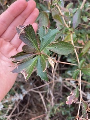 Berberis glaucocarpa