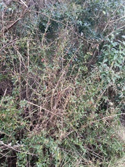 Berberis glaucocarpa