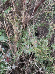 Berberis glaucocarpa