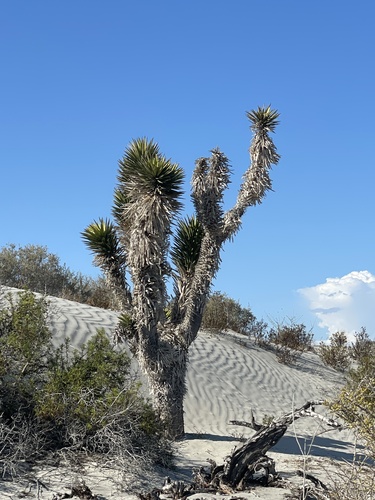 Yucca valida