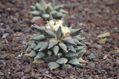Ariocarpus