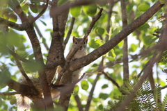 Paraxerus cepapi cepapi