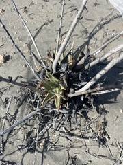 Dudleya acuminata