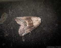 Calathusa hypotherma