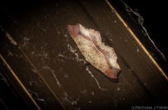 Philogethes metableta