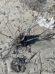 Dudleya acuminata