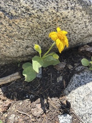 Arnica nevadensis