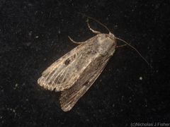 Spodoptera exempta