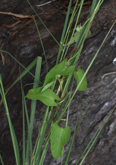 Ipomoea eriocarpa