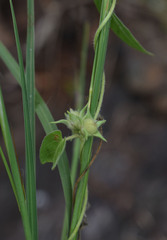 Ipomoea eriocarpa