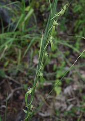 Ipomoea eriocarpa