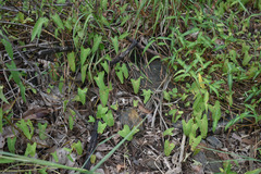 Ipomoea eriocarpa